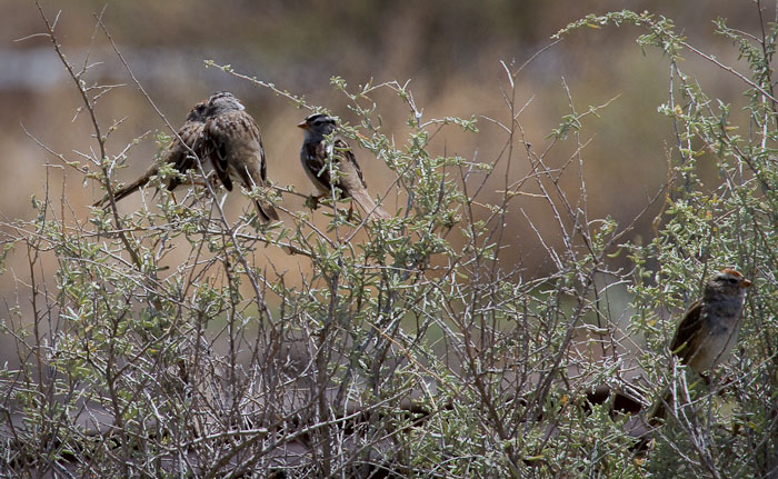 The Plot Thickens, White-crowned Sparrows, San Antonio NM, April 17, 2010