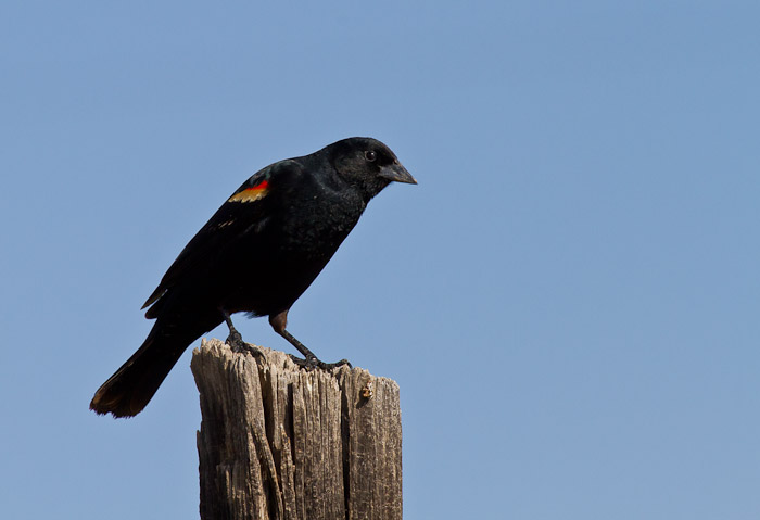 On Post, Re-winged Blackbird, San Antonio NM, April 18, 2010