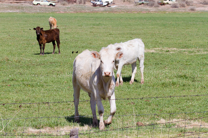 Let me get a closer look.., San Antonio NM, April 21, 2010