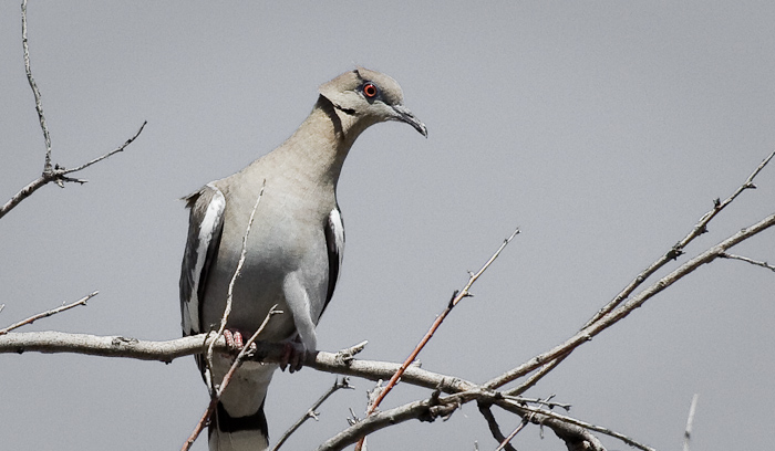 White-winged Dove, Bosque Birdwatchers RV Park, San Antonio NM, April 21, 2010