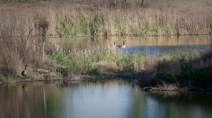 Resident geese, Beymer Park, Lakin KS, May 4, 2010