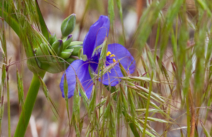 My Blue Buds, Spiderwort, Lyndon KS, May 9, 2010