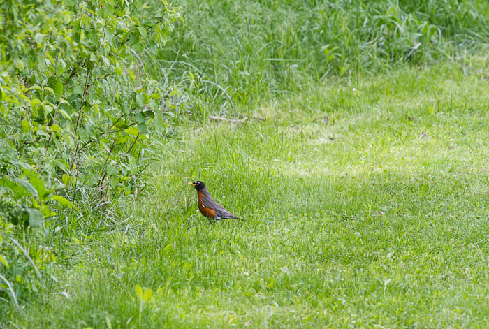 Anybody in there? Robin, Lyndon KS, May 9, 2010 Anybody in there? Robin, Lyndon KS, May 9, 2010
