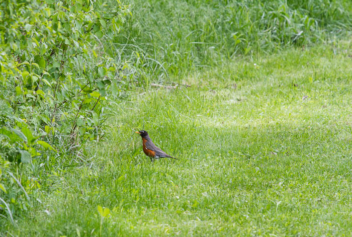 Anybody in there? Robin, Lyndon KS, May 9, 2010