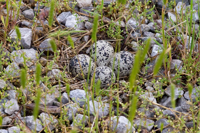 Killdeer nest, Site 4, Freeman Community Club RV Park, Freeman MO, May 11, 2010