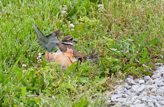 Trying the broken wing trick, Killdeer, Site 4, Freeman Community Club RV Park, Freeman MO, May 11, 2010