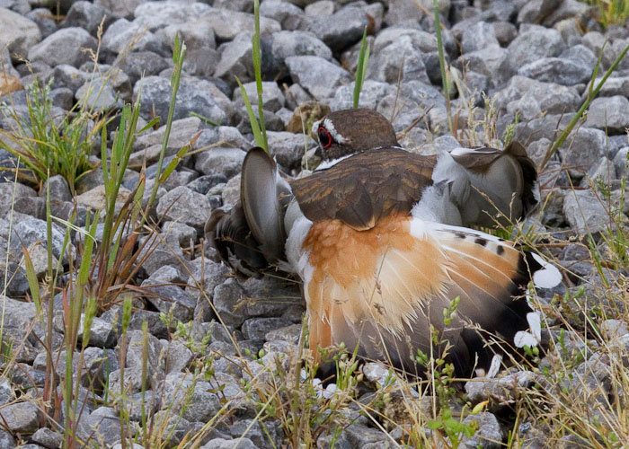 Another broken wing trick, Killdeer, Site 4, Freeman Community Club RV Park, Freeman MO, May 11, 2010