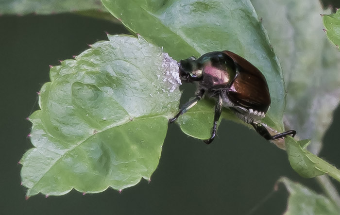 Japanese Beetle Lunching on Multiflora Rose, Red Rock, East Chatham NY, July 15, 2010