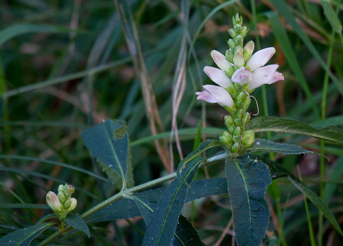 Lyon's Turtlehead, Red Rock, East Chatham NY, August 31, 2010