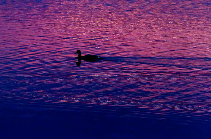 Dawn Paddle, Hoosic Reservoir, Cheshire MA, September 7, 2010