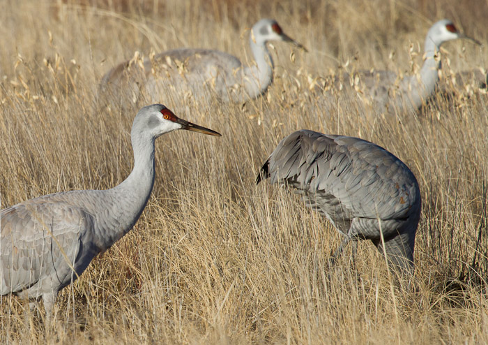 Foraging, Sandhill Cranes, Bosque del Apache National Wildlife Refuge, San Antonio NM, January 17, 2011