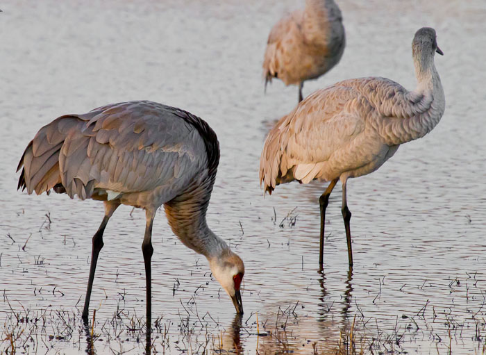 Breakfast at the Roost, Sandhill Cranes, Bosque del Apache National Wildlife Refuge, San Antonio NM, January 17, 2011