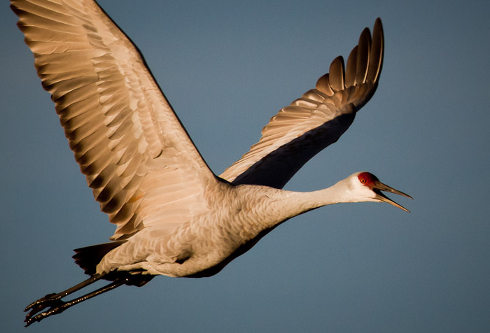 Have a Nice Day, Sandhill Crane, Bosque del Apache National Wildlife Refuge, San Antonio NM, January 17, 2011