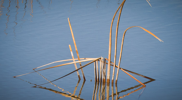 Untitled, Bosque del Apache National Wildlife Refuge, San Antonio NM, January 19, 2011