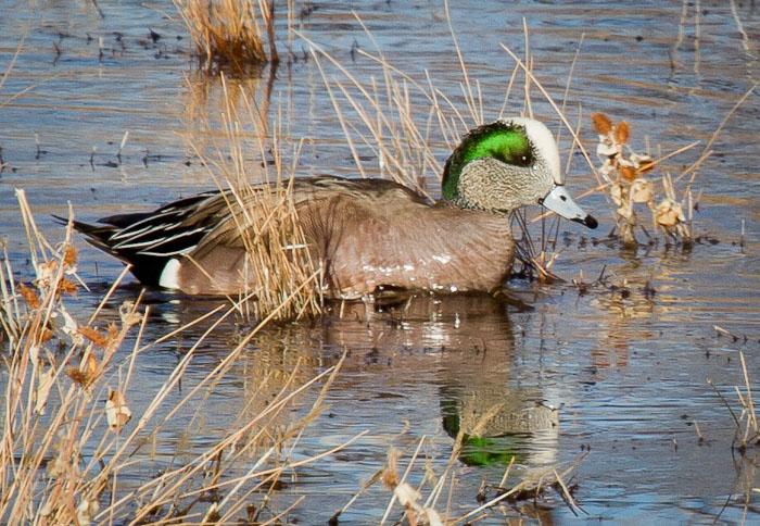 American Wigeon, Bosque del Apache National Wildlife Refuge, San Antonio NM, January 24, 2011 American Wigeon, Bosque del Apache National Wildlife Refuge, San Antonio NM, January 24, 2011