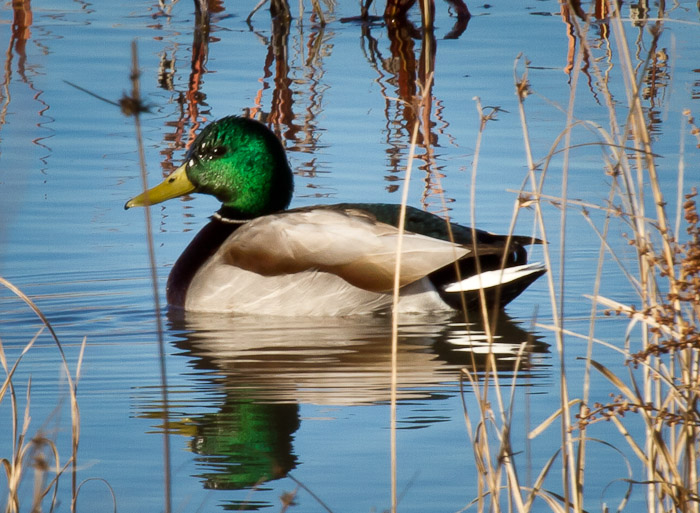 Mallard, Bosque del Apache National Wildlife Refuge, San Antonio NM, January 24, 2011