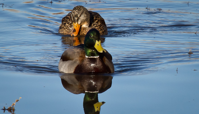 Mallards, Bosque del Apache National Wildlife Refuge, San Antonio NM, January 24, 2011