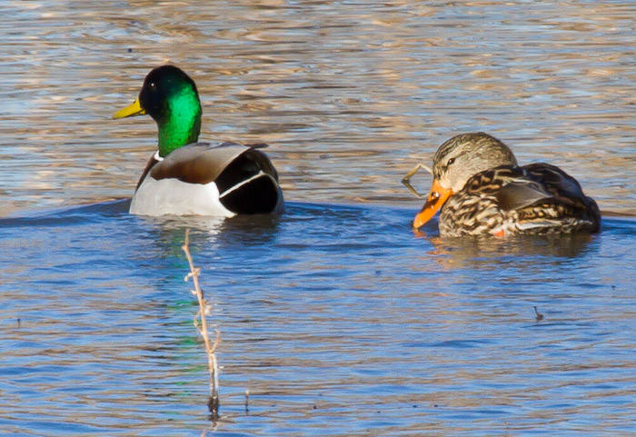 Mallards, Bosque del Apache National Wildlife Refuge, San Antonio NM, January 24, 2011