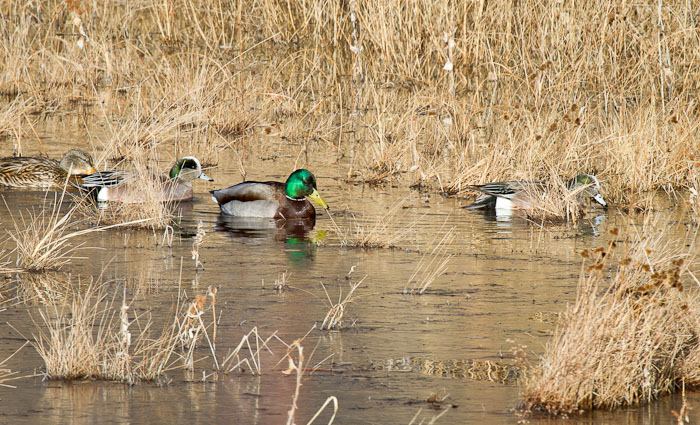 Mallards & Wigeons, Bosque del Apache National Wildlife Refuge, San Antonio NM, January 24, 2011 Mallards & Wigeons, Bosque del Apache National Wildlife Refuge, San Antonio NM, January 24, 2011