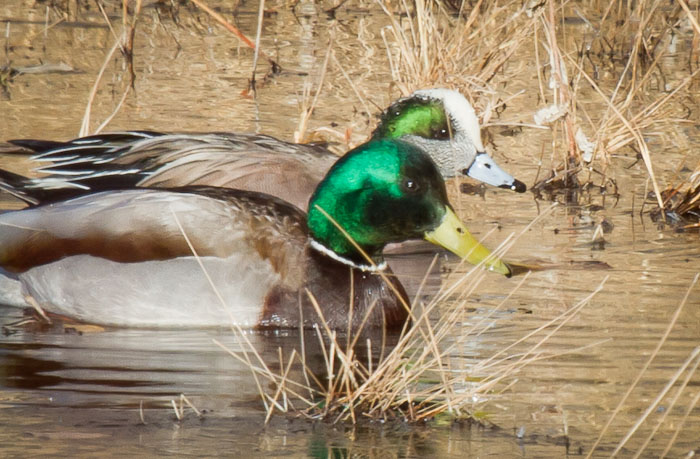 Wigeon v Mallard, Bosque del Apache National Wildlife Refuge, San Antonio NM, January 24, 2011