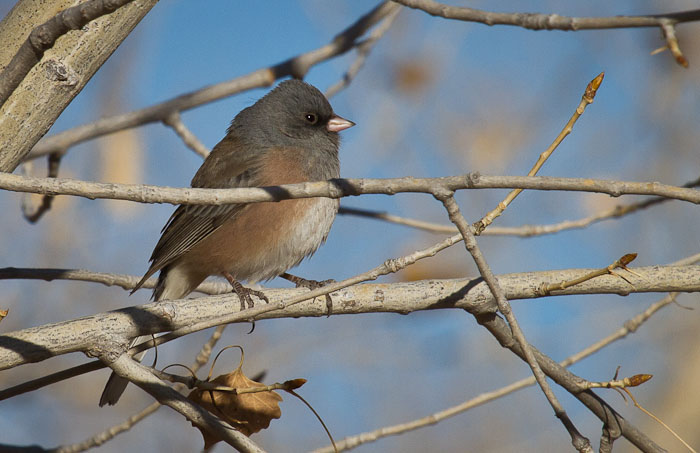 Pink-sided Junco, Bosque National Wildlife Refuge, San Antonio NM, January 24, 2011