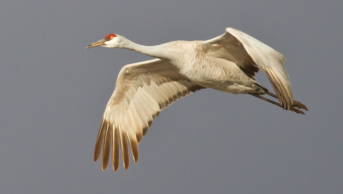 Sandhill Crane, Bosque del Apache National Wildlife Refuge, San Antonio NM, February 5, 2011