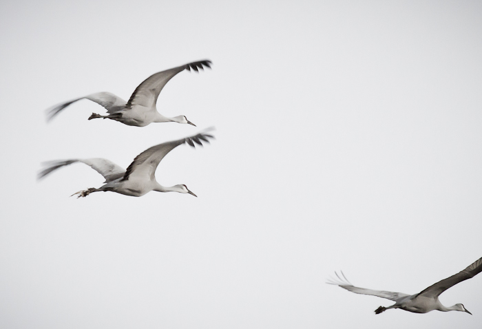 Different Strokes, Sandhill Cranes, Bosque National Wildlife Refuge, San Antonio NM, February 5 2011