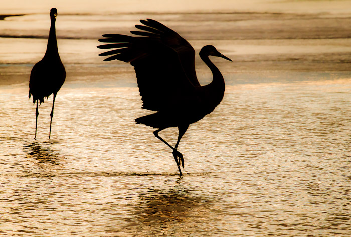 Sunset, Sandhill Cranes, Bosque National Wildlife Refuge, San Antonio NM, February 5 2011