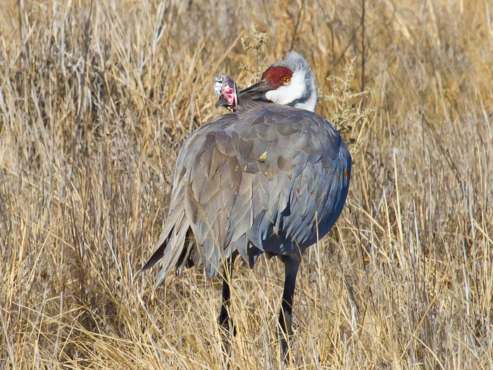 Impaled, Sandhill Crane, Bosque del Apache National Wildlife Refuge, San Antonio NM, February 6, 2011