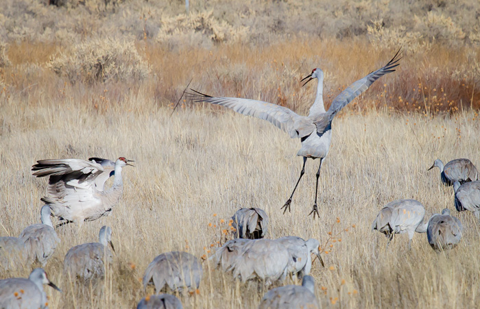 Sandhill Cranes, Bosque National Wildlife Refuge, San Antonio NM, February 6 2011