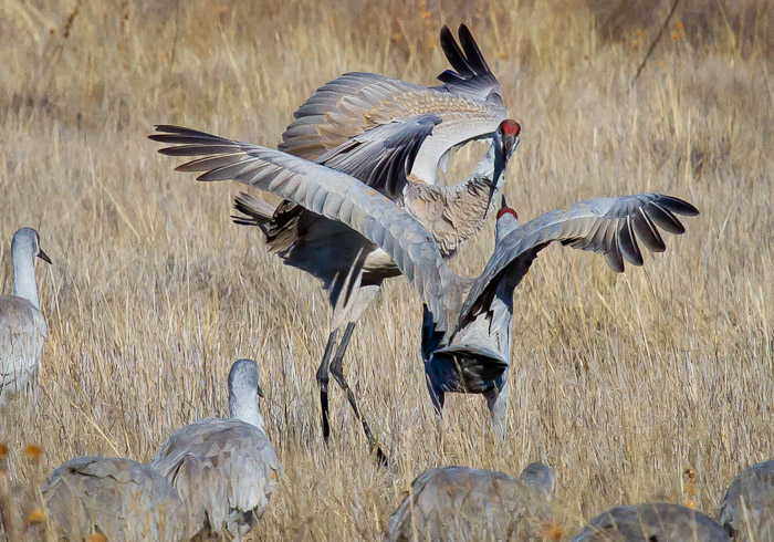 Sandhill Cranes, Bosque National Wildlife Refuge, San Antonio NM, February 6 2011