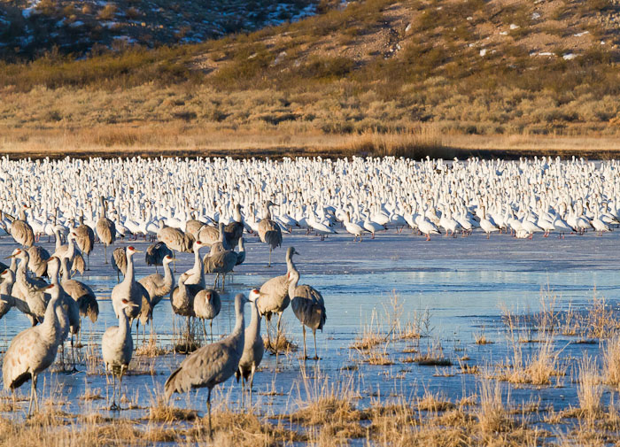 Ready, Set, .., Snow Geese, Bosque del Apache National Wildlife Refuge, San Antonio NM, February 8, 2011