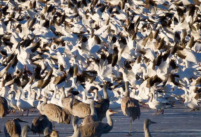 Go!, Snow Geese, Bosque del Apache National Wildlife Refuge, San Antonio NM, February 8, 2011