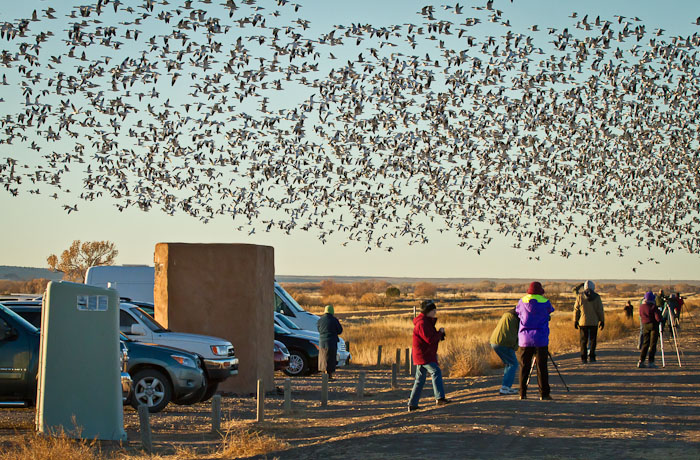 Outbound, Snow Geese, Bosque del Apache National Wildlife Refuge, San Antonio NM, February 8, 2011