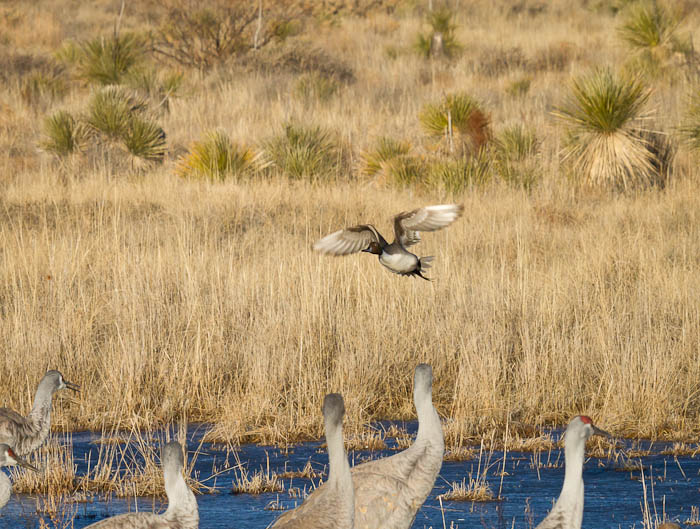 Showoff... Northern Pintail, Bosque del Apache National Wildlife Refuge, San Antonio NM, February 8, 2011