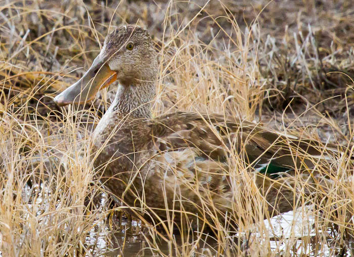 Northern Shoveler, Bosque del Apache National Wildlife Refuge, San Antonio NM, February 8, 2011