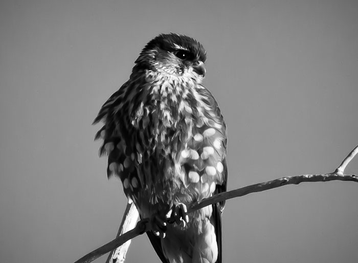 Merlin, Bosque Birdwatchers RV Park, San Antonio NM, February 9, 2011