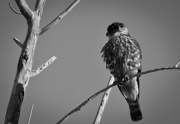 Merlin, Bosque Birdwatchers RV Park, San Antonio NM, February 9, 2011