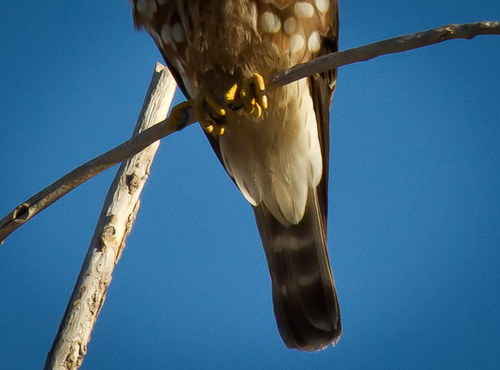 Get a Grip, Merlin, Bosque Birdwatchers RV Park, San Antonio NM, February 9, 2011