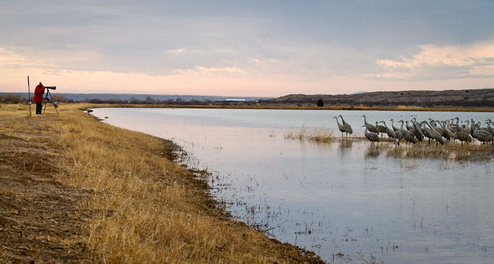 Focus, Bosque del Apache National Wildlife Refuge, San Antonio NM, February 14, 2011