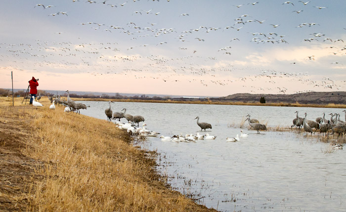 Incoming, Snow Geese, Sandhill Cranes, Bosque del Apache National Wildlife Refuge, San Antonio NM, February 14, 2011