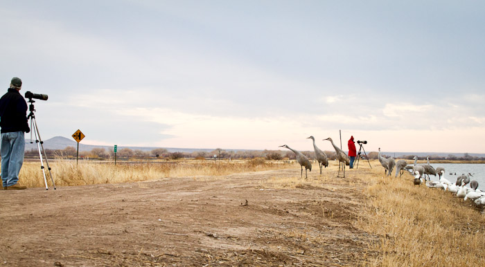 Focus, Sandhill Cranes, Snow Geese, Bosque del Apache National Wildlife Refuge, San Antonio NM, February 14, 2011