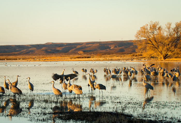 Morning at the Pond, Bosque del Apache National Wildlife Refuge, San Antonio NM, February 18, 2011