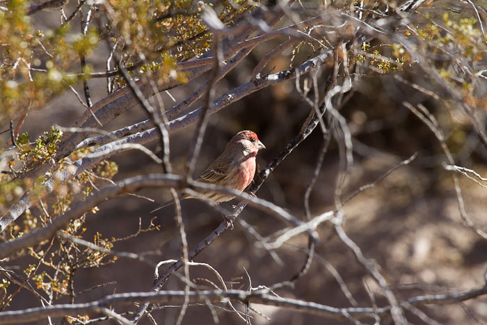 House Finch, Bosque Birdwatchers RV Park, San Antonio NM, February 21, 2011