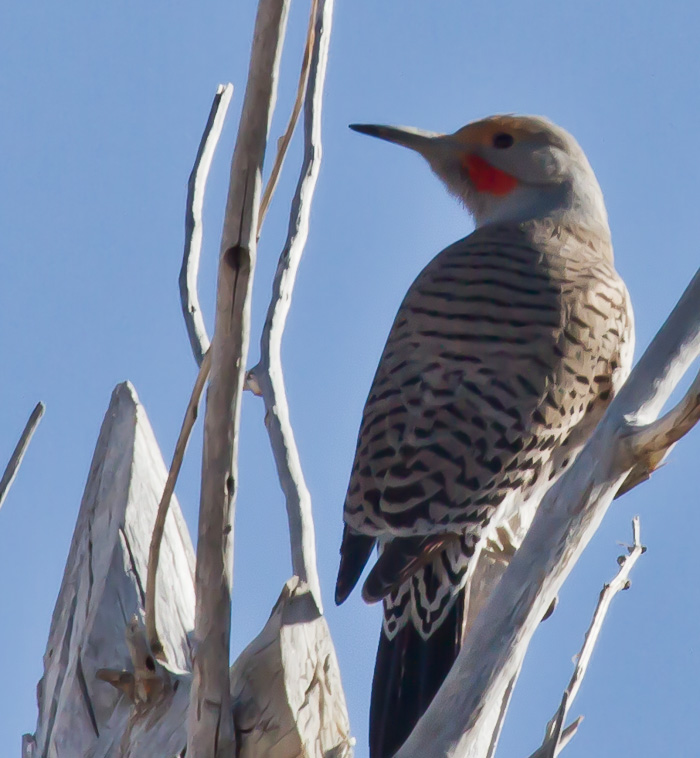 Northern Flicker, San Antonio NM, February 21, 2011