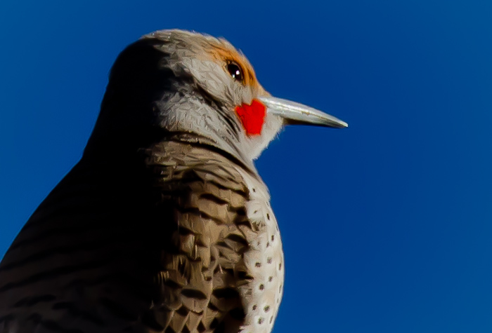 Northern Flicker, Bosque Birdwatchers RV Park, San Antonio NM, February 21, 2011 Northern Flicker, Bosque Birdwatchers RV Park, San Antonio NM, February 21, 2011