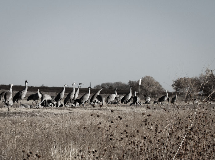 Anticipation, Sandhill Cranes, Bosque del Apache National Wildlife Refuge, San Antonio NM, February 23, 2011