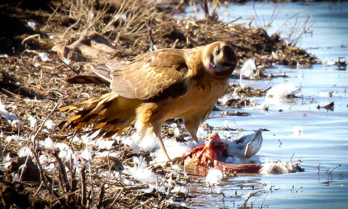 Wubba Wubba Wubba, Red-tailed Hawk with Snow Goose, Bosque del Apache National Wildlife Refuge, San Antonio NM, February 23, 2011