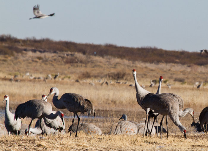 Morning Routine, Sandhill Cranes, Bosque del Apache National Wildlife Refuge, San Antonio NM, February 23, 2011