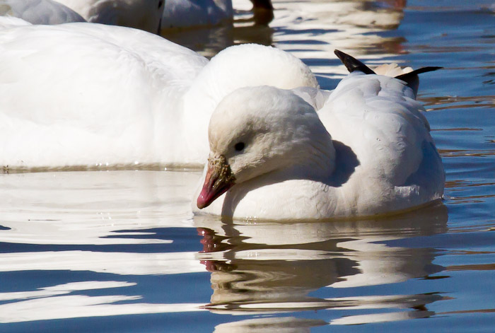 Snow Goose, Bosque del Apache National Wildlife Refuge, San Antonio NM, February 23, 2011 Snow Goose, Bosque del Apache National Wildlife Refuge, San Antonio NM, February 23, 2011